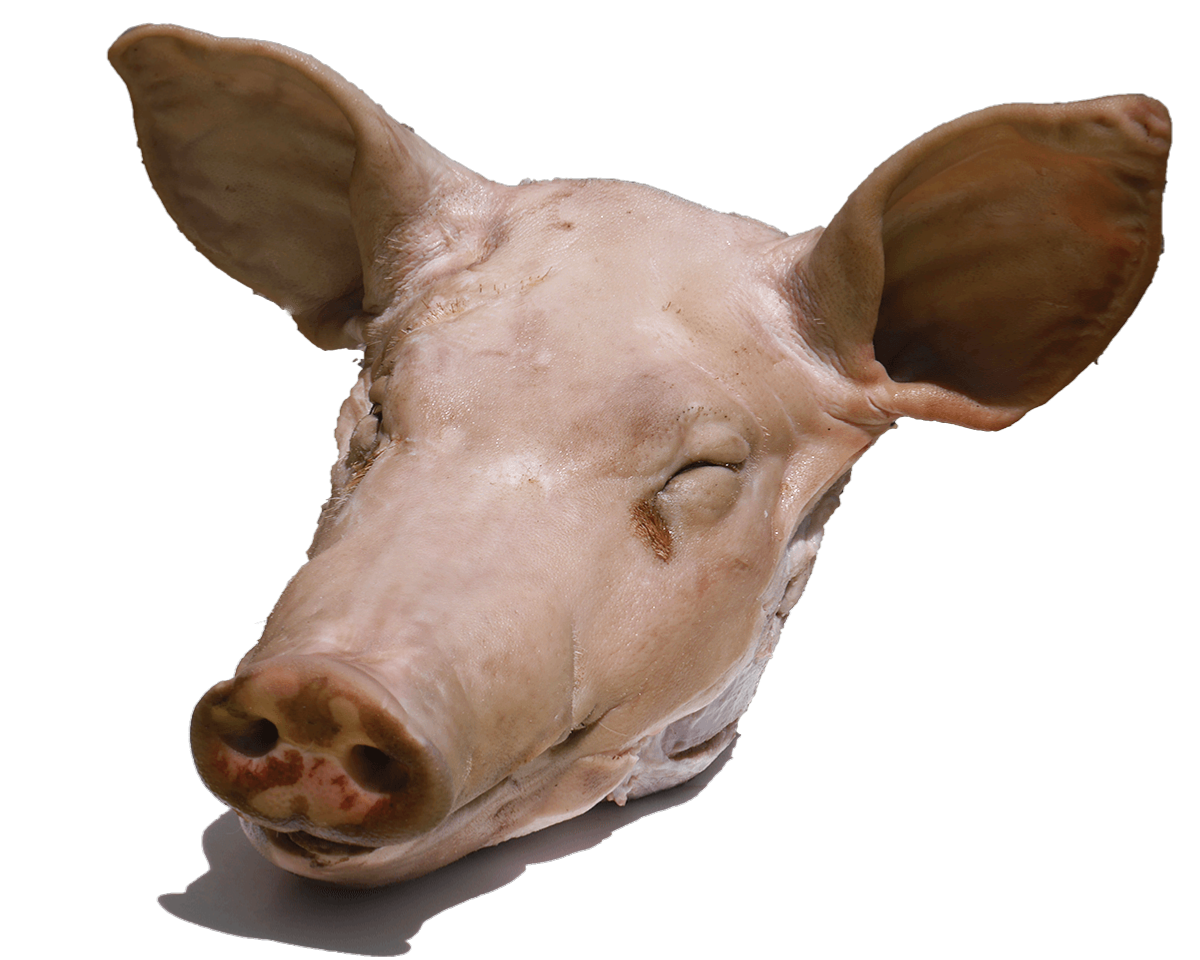 Tête de porc