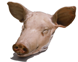 Tête de porc